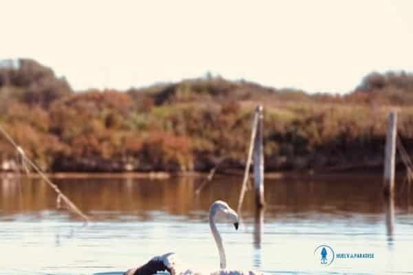 Parque Natural Ria Formosa