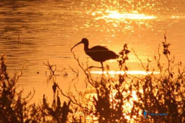 observación de aves en huelva