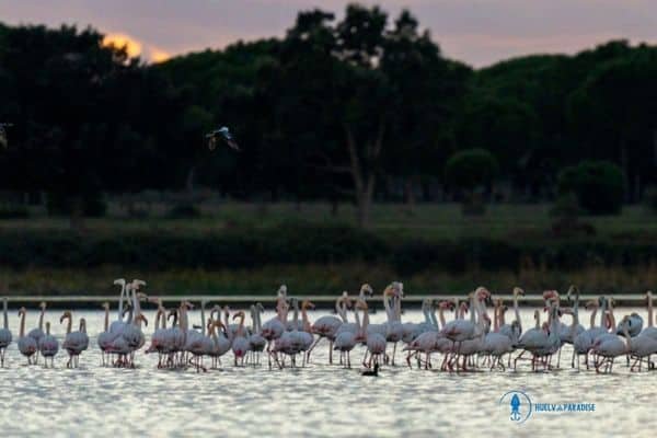 parque nacional de doñana