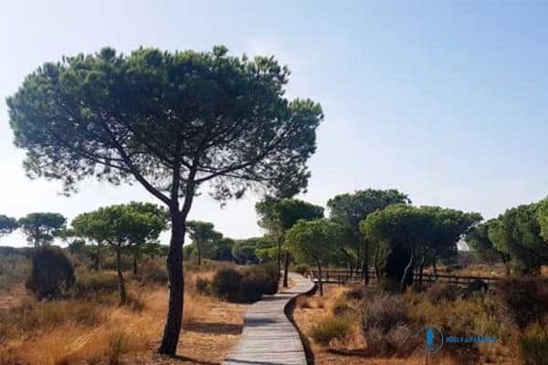 doñana en verano