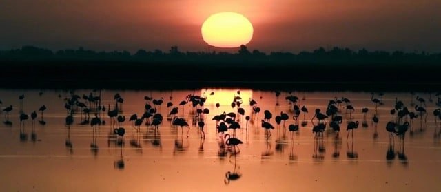 Donana atardecer