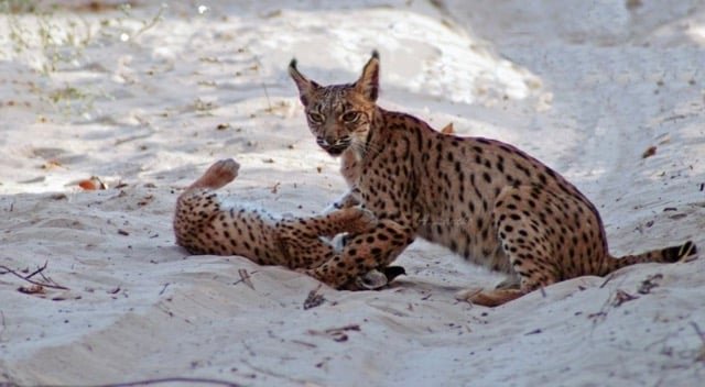 Lince en donana