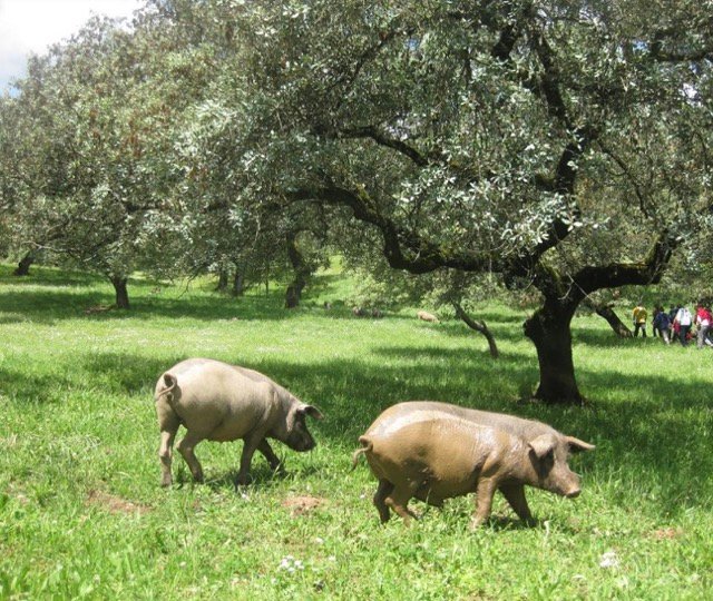 Parque natural de Sierra de Aracena y Picos de Aroche 1