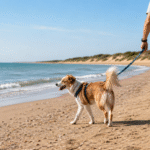 Playas para perros en Huelva 2026: zonas caninas y normas